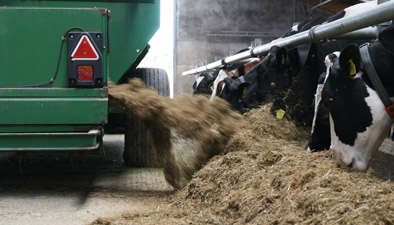 Feeding cows with a mixing wagon