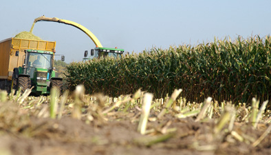 Het hakselen van snijmais met john deere trekker. 

harvesting maize