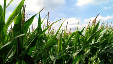 Mais
Maize