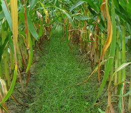 sowing DairyGrass under maize