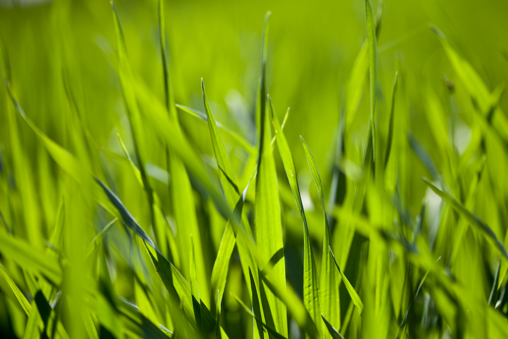 Summer field of green grass background.