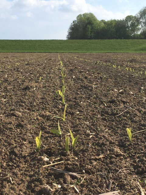 opkomende mais// emerging corn