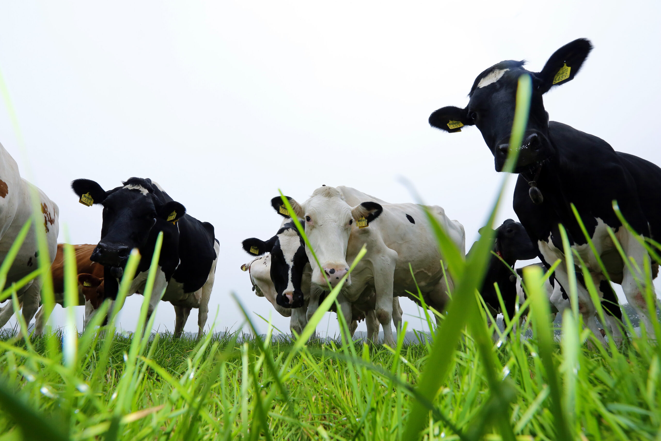 Rood en zwartbonte melkkoeien in de wei.
gemaakt bij Wientjes VOF, st. Anthonis