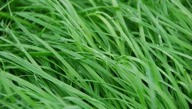 Italian rye grass