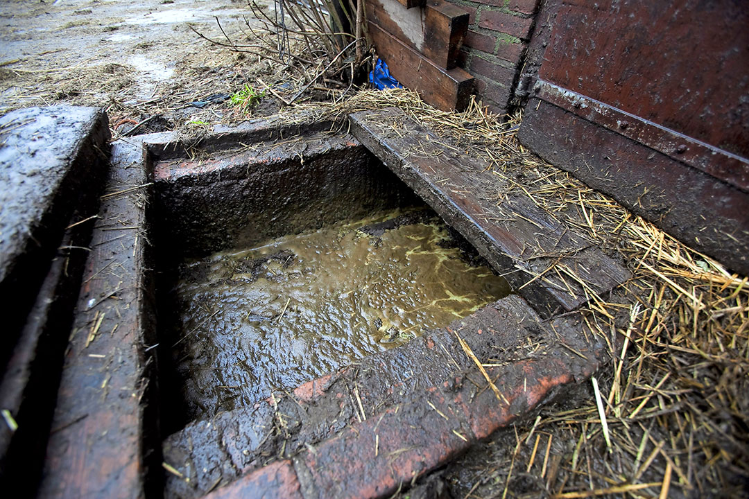 Drijfmest wordt pas gevaarlijk als het in beweging komt, de ingesloten gassen komen dan vrij. Schuim op de mest duidt ook op gas. Vooral bij mixen en overpompen, schieten de concentraties omhoog tot gevaarlijke waarden.